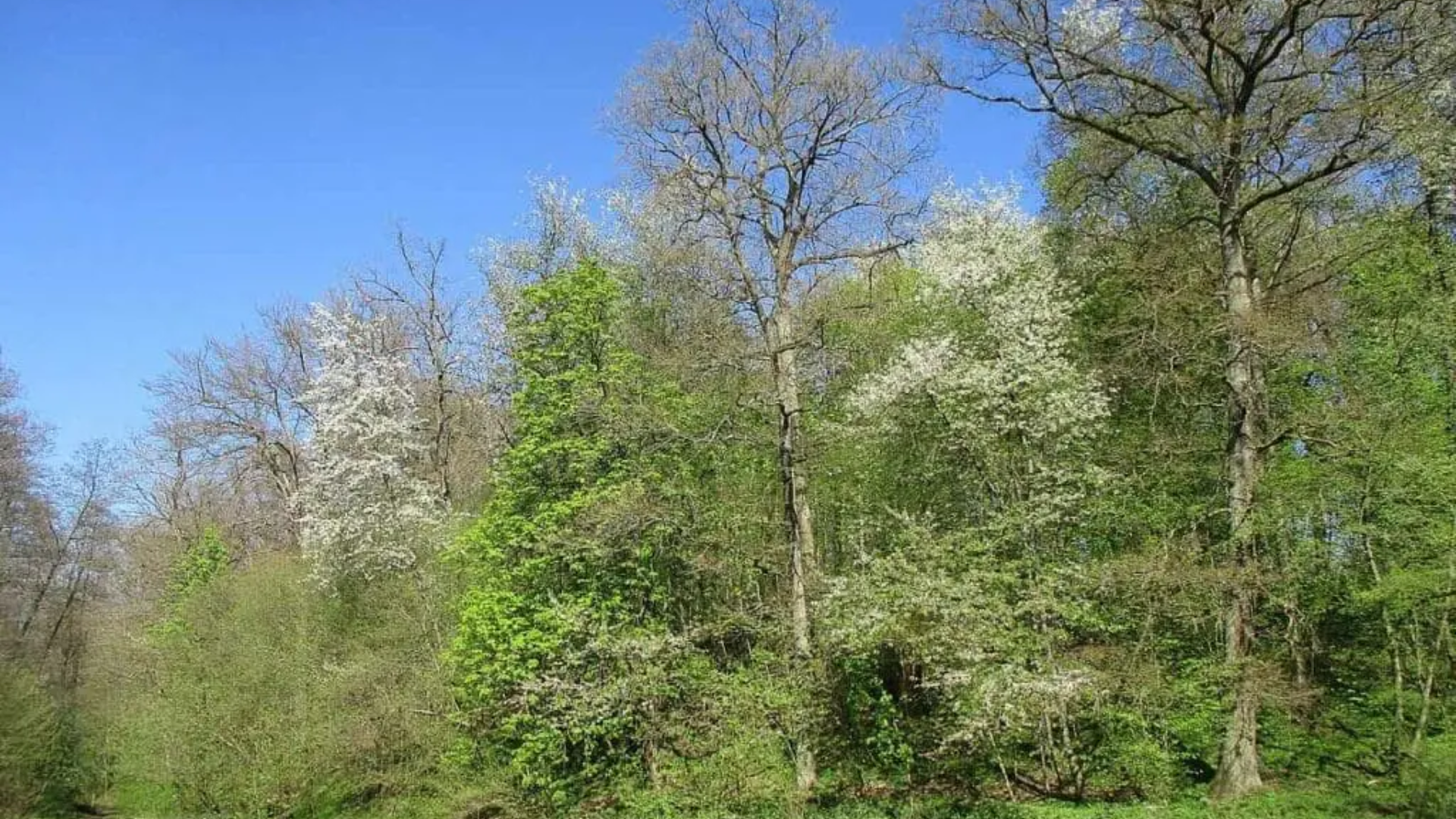 natural-habitat-wild-cherry-tree