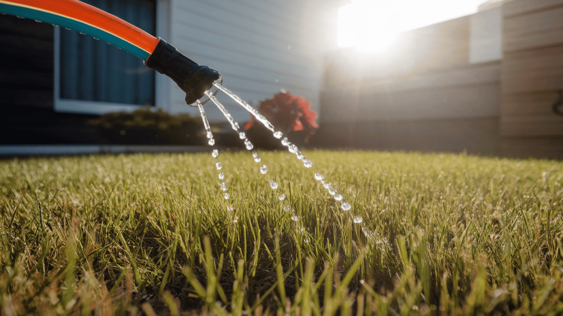 new lawn care