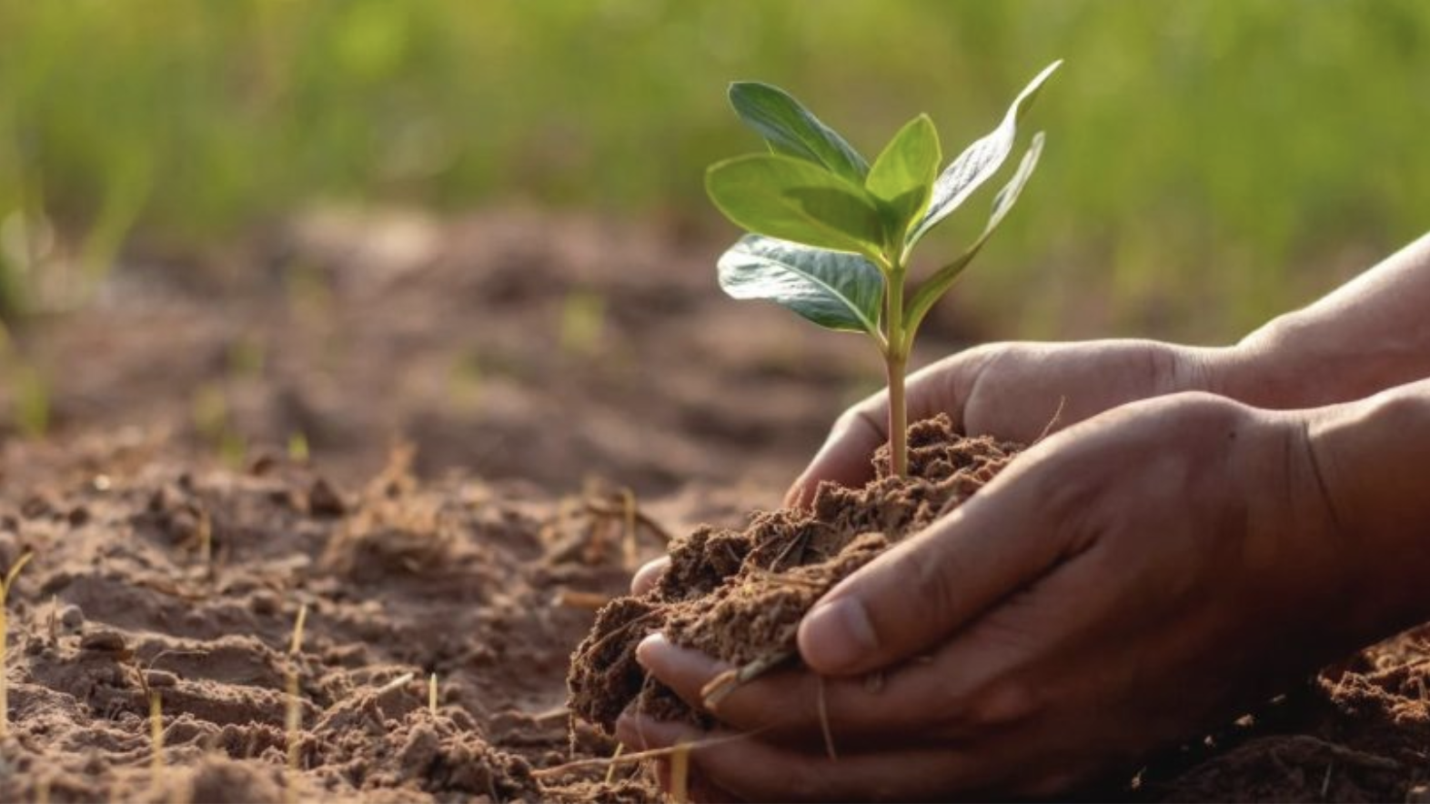 simple ways to improve soil