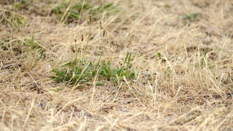 what does dormant grass look like