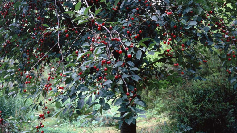 wild cherry tree