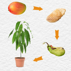 How to Grow Mango from Seed