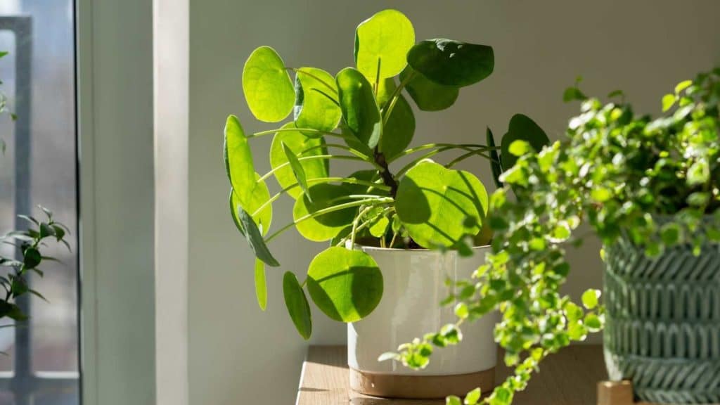 13 Amazing Benefits of a Money Plant