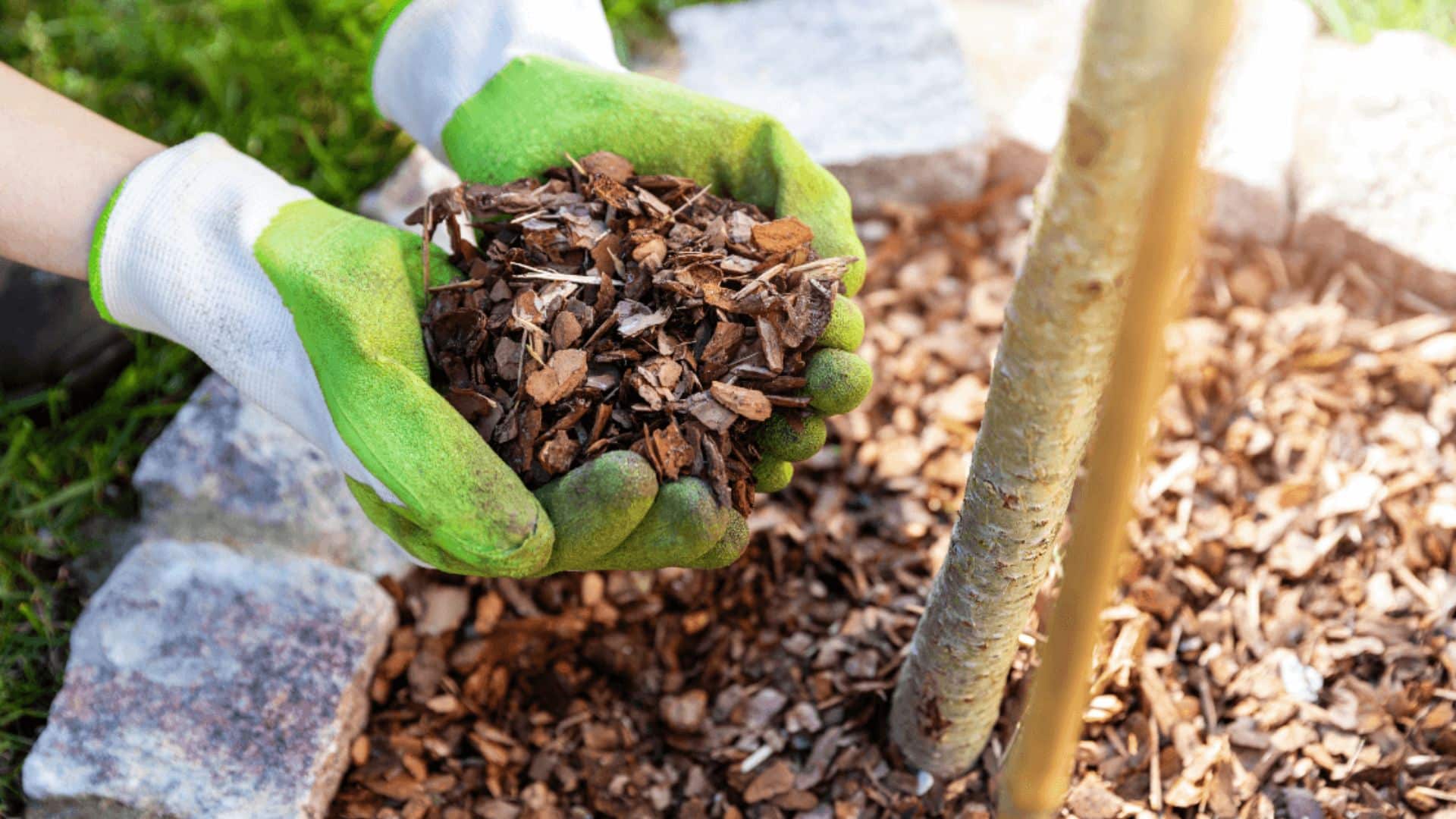 7 Best Mulches for Florida Landscapes