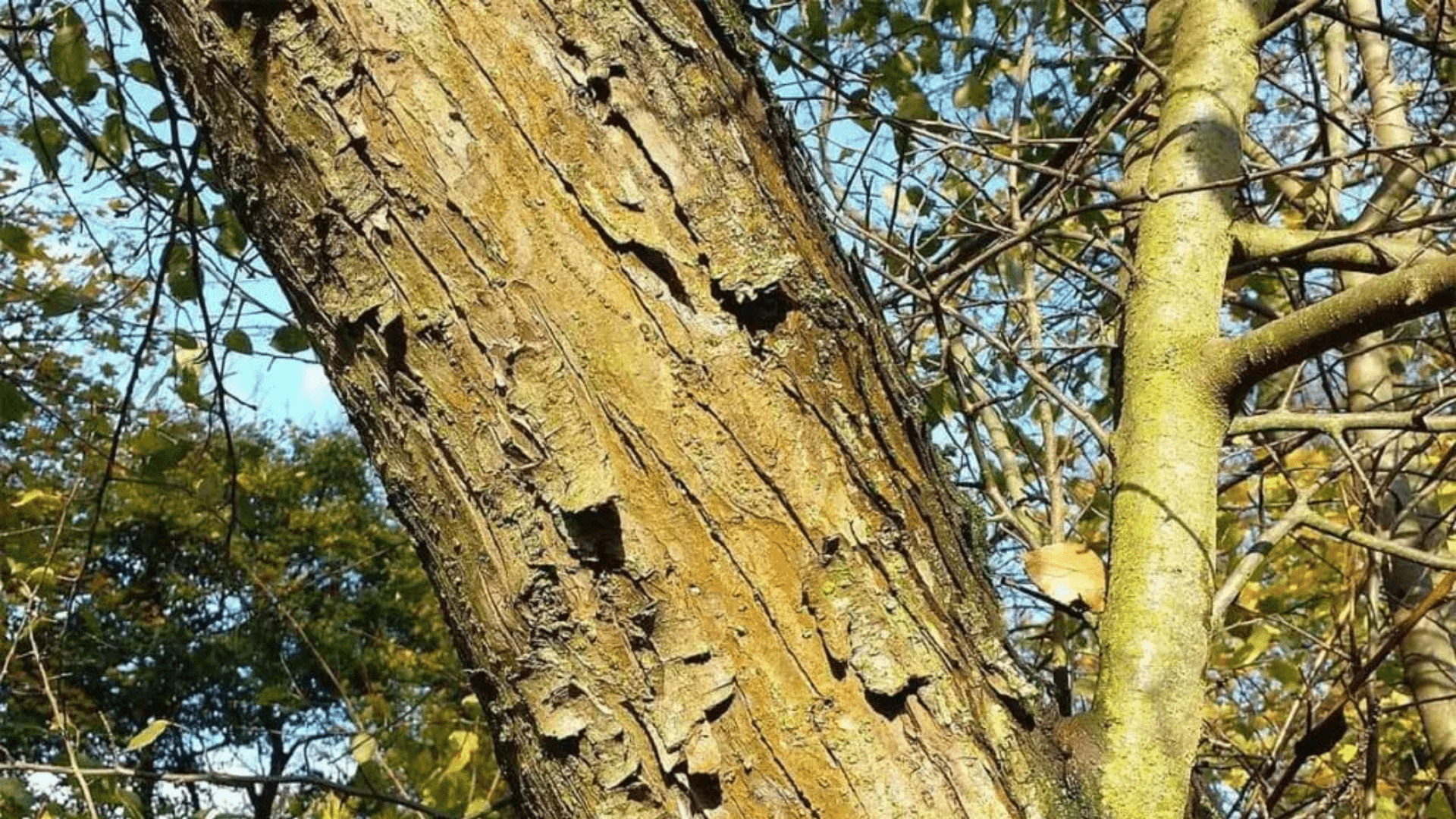 Bark__Twigs