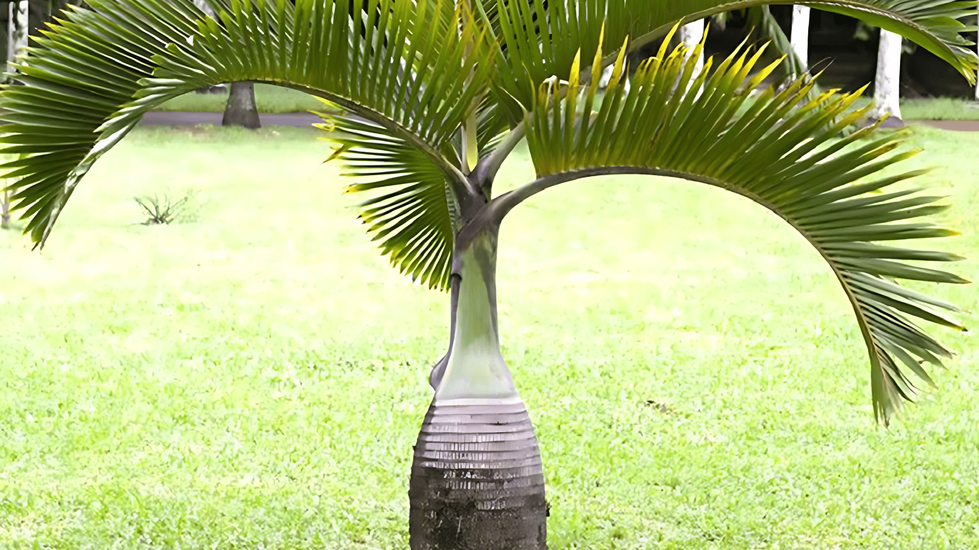 Bottle_Palm
