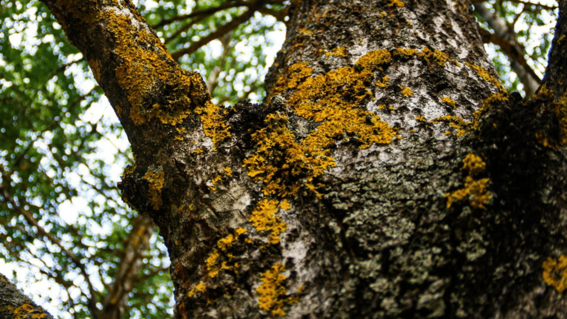 Control Fungal Diseases
