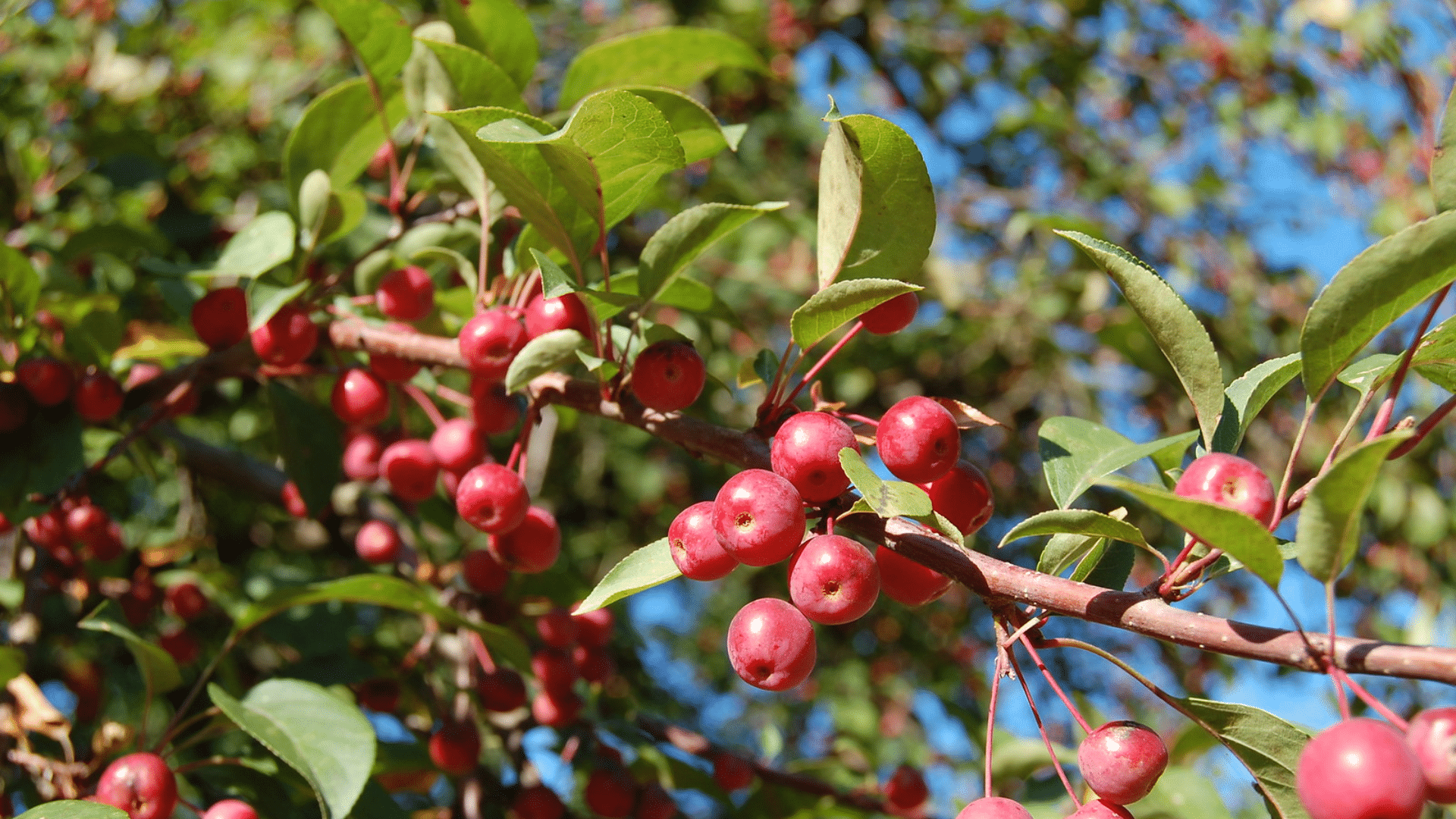 Fruit