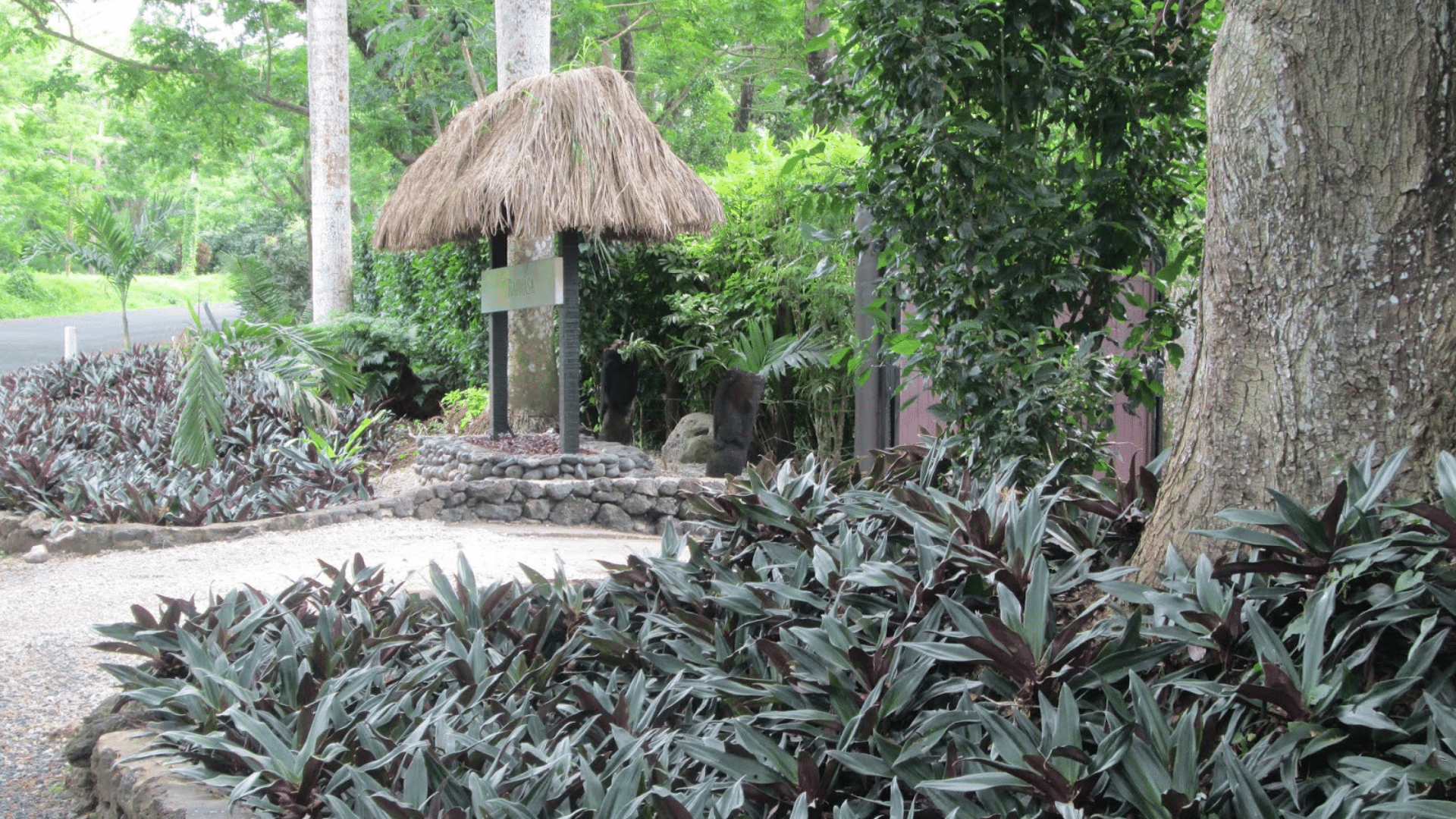 How Do You Use the Oyster Plant?