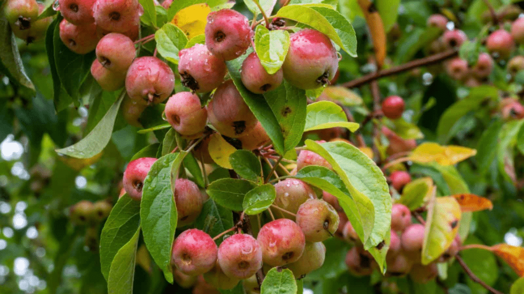How to Identify Crabapple Trees Easily? Randy Lemmon How to Identify Crabapple Trees Easily? Randy Lemmon