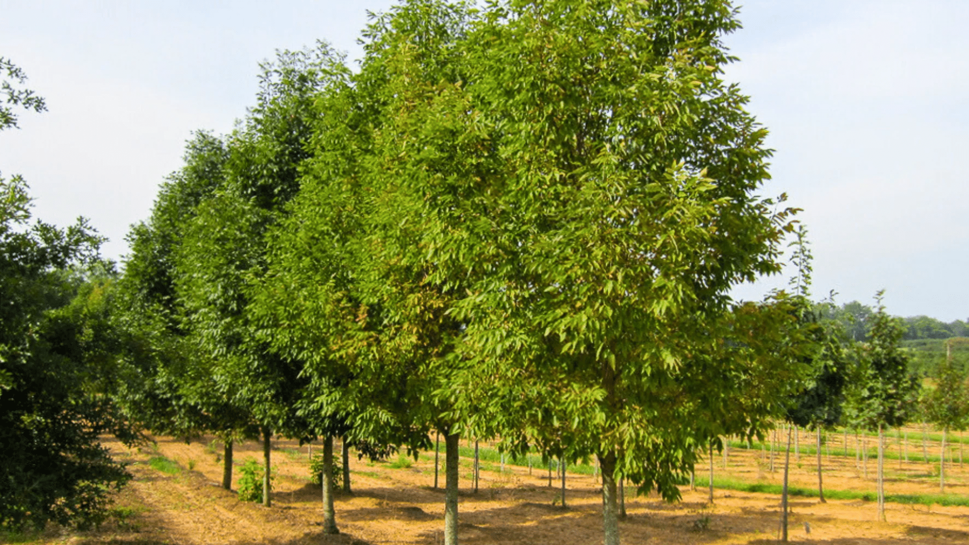 Improves the Tree’s Appearance