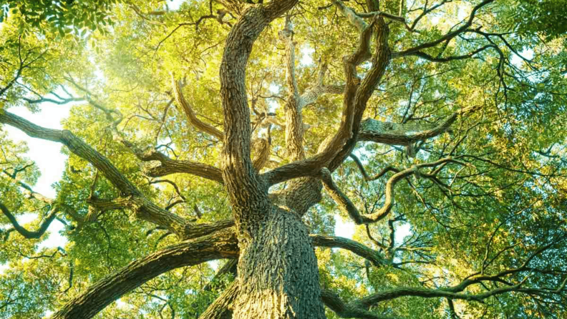 Increase Lifespan of Trees