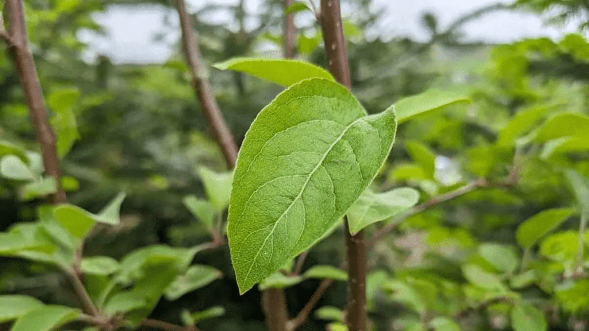 Leaves