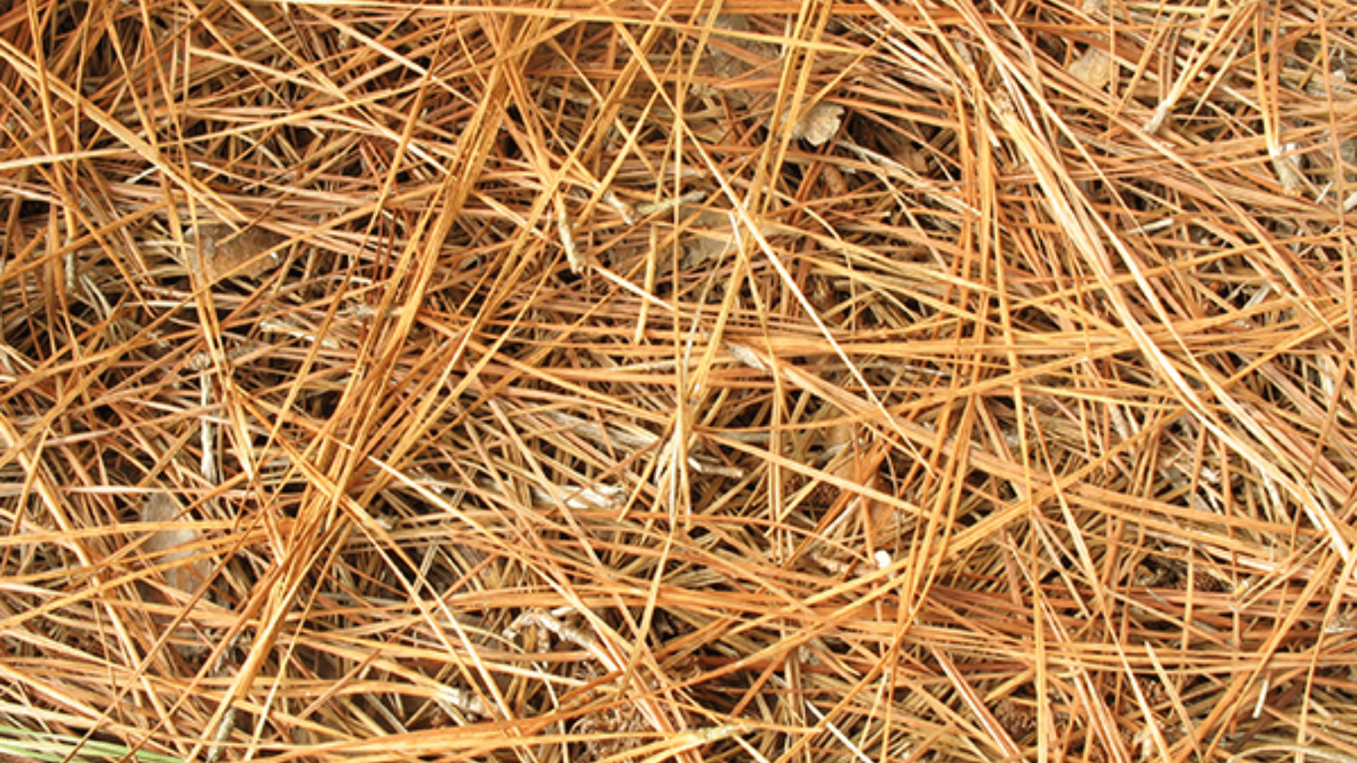 Pine Straw