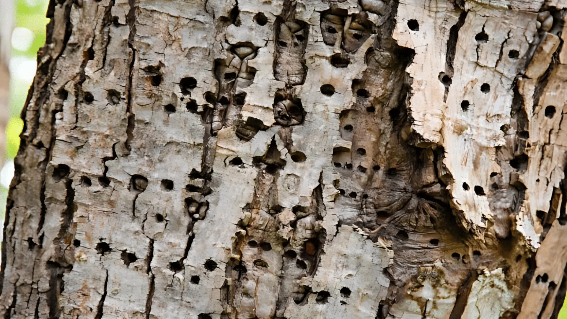 Prevent Insect Infestations
