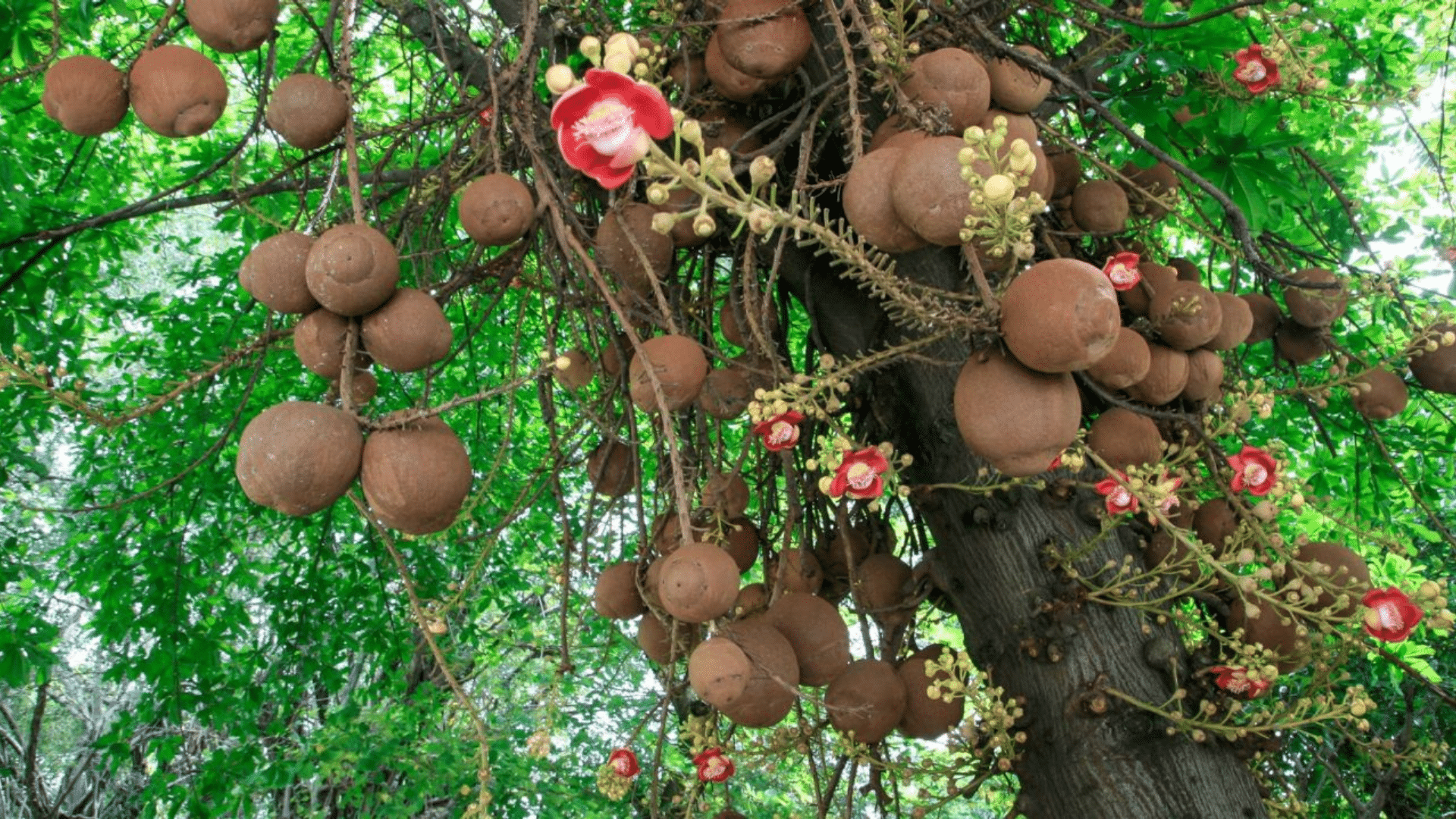 Protect Fruit and Flower Production