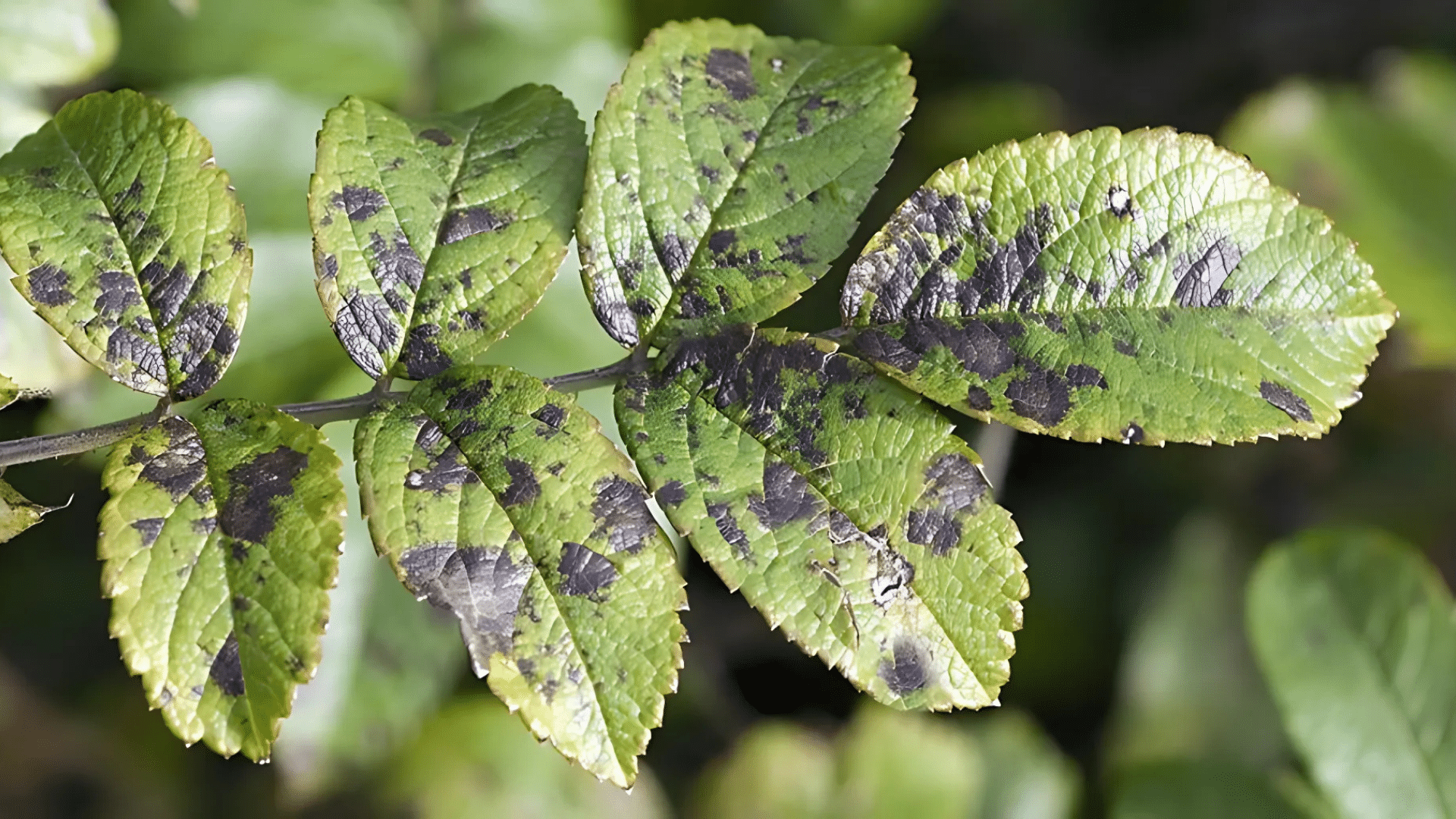 Reduces the Spread of Diseases to Other Plants