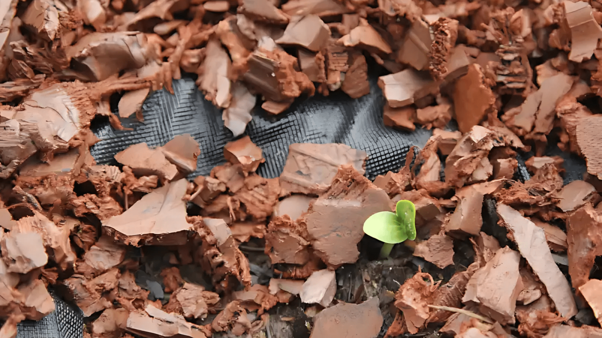 Rubber Mulch