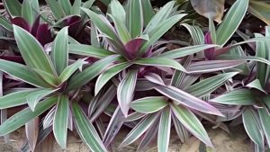 What Is Oyster Plant and How Do You Use It?