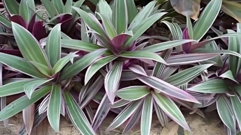 What Is Oyster Plant and How Do You Use It?