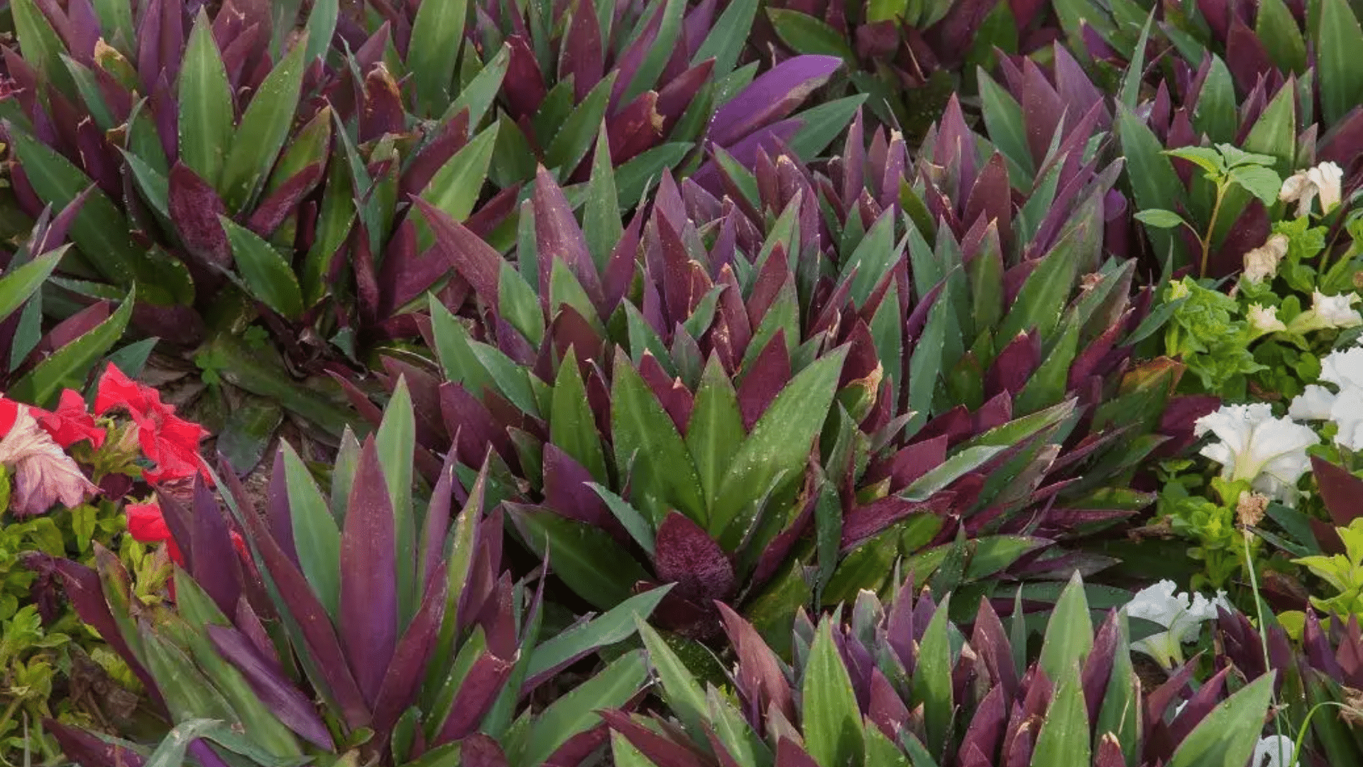 What is an Oyster Plant?