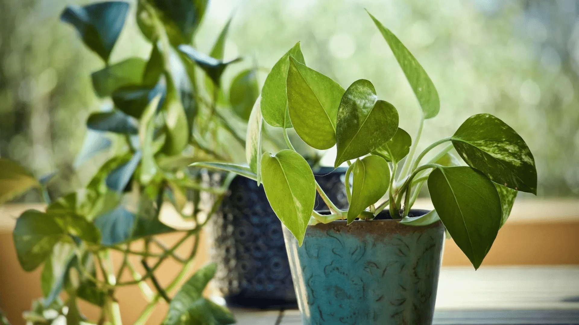 Why Is Money Plant a Popular Choice in Homes?