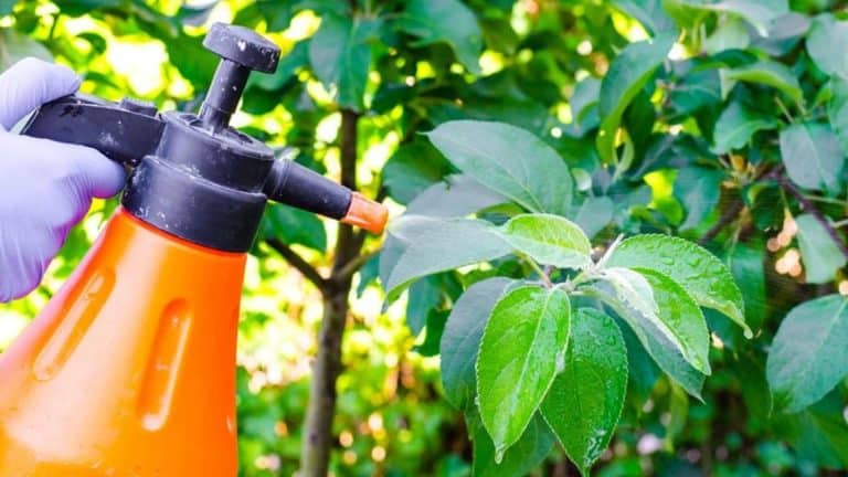 Why is Spraying on Tree Important for Tree Health?