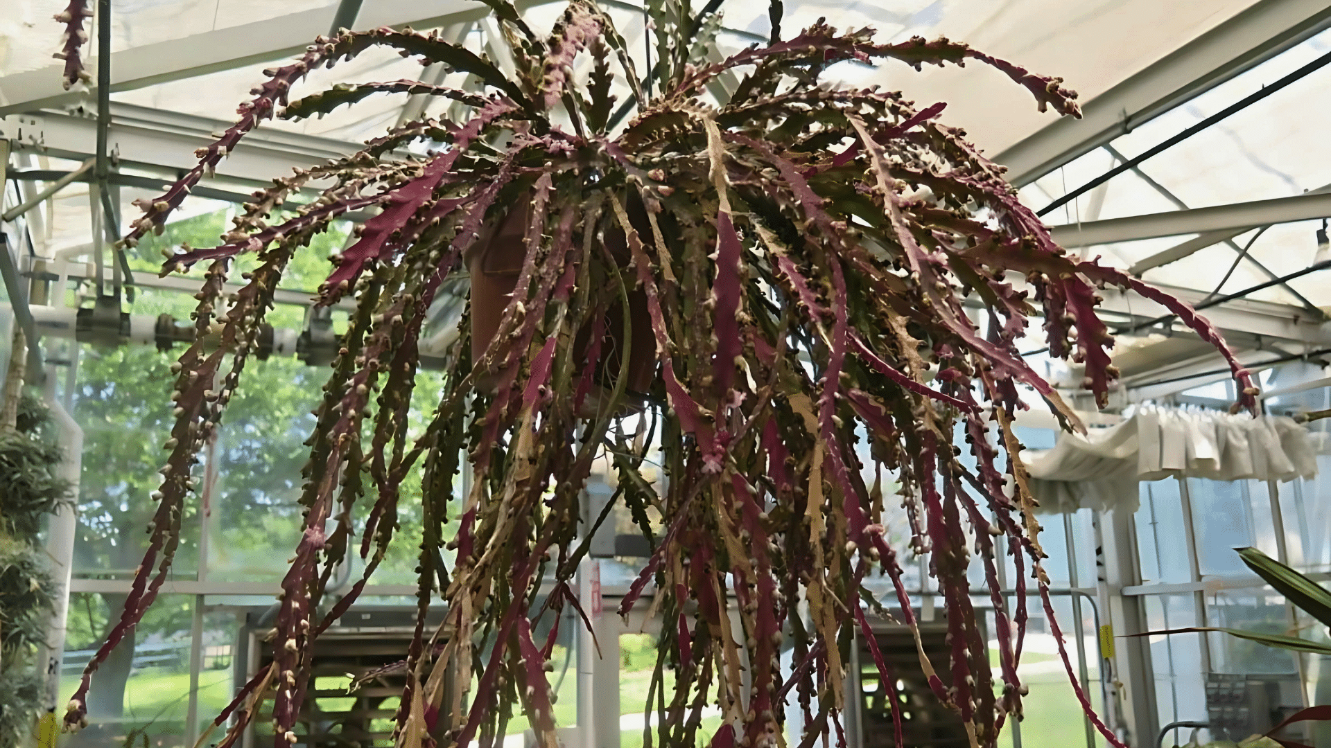 Caring for the Hurricane Cactus