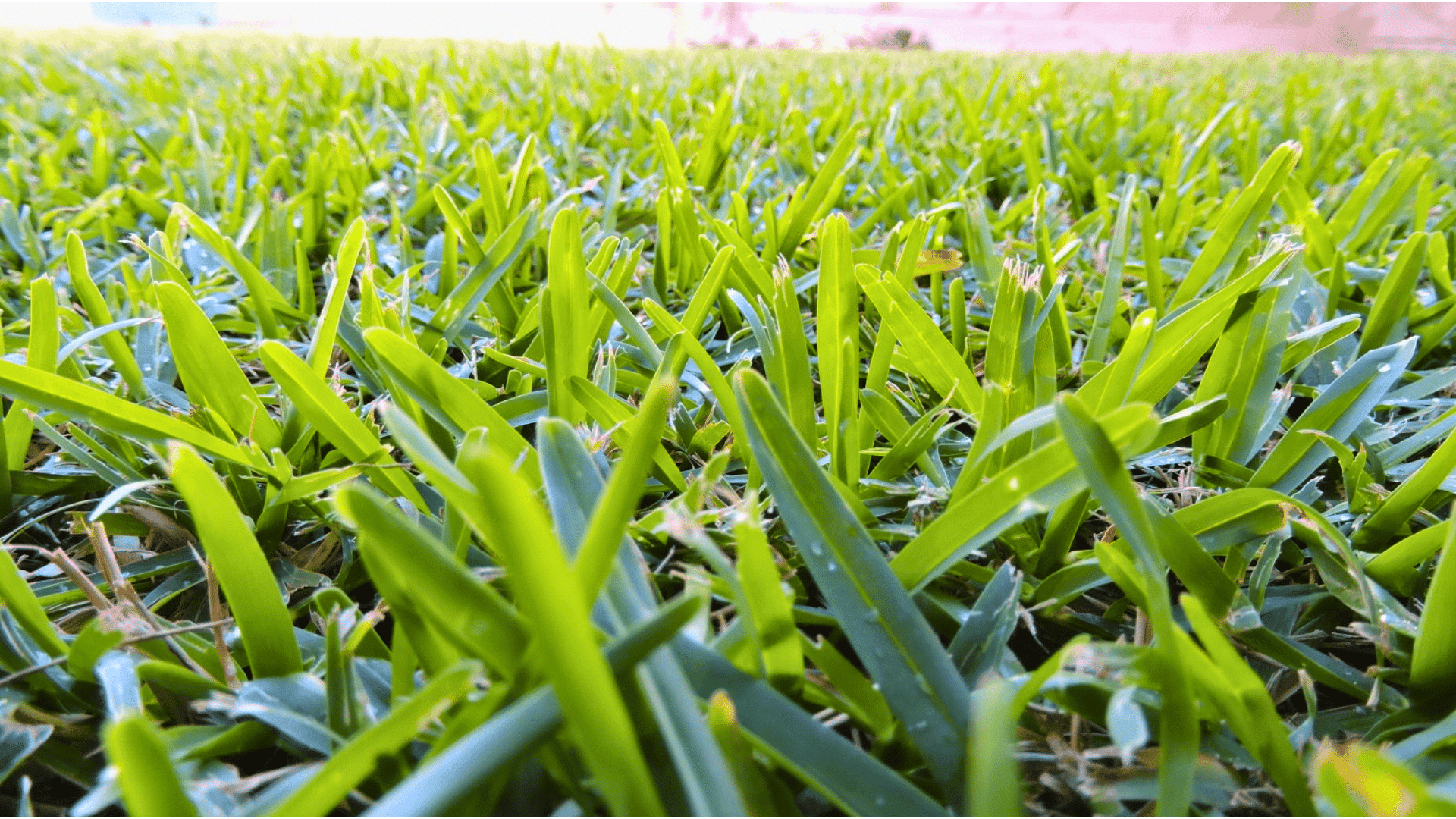 Characteristics of Buffalo Grass Leaf and Blade