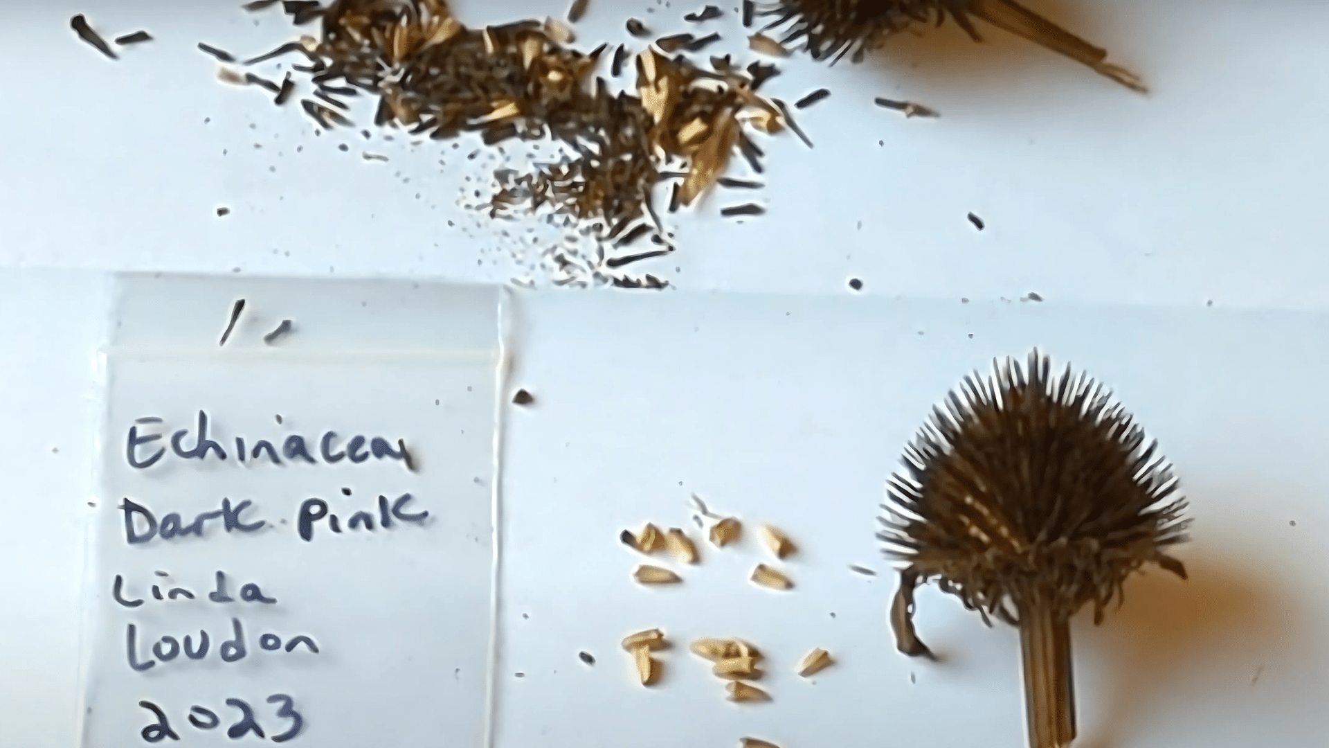 Clean and Sort Seeds