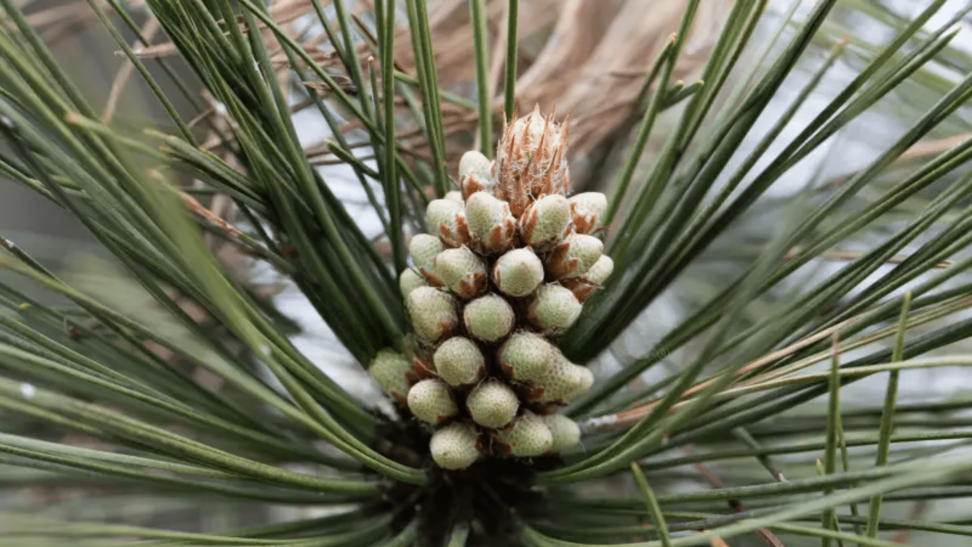Common Uses of Bull Pine