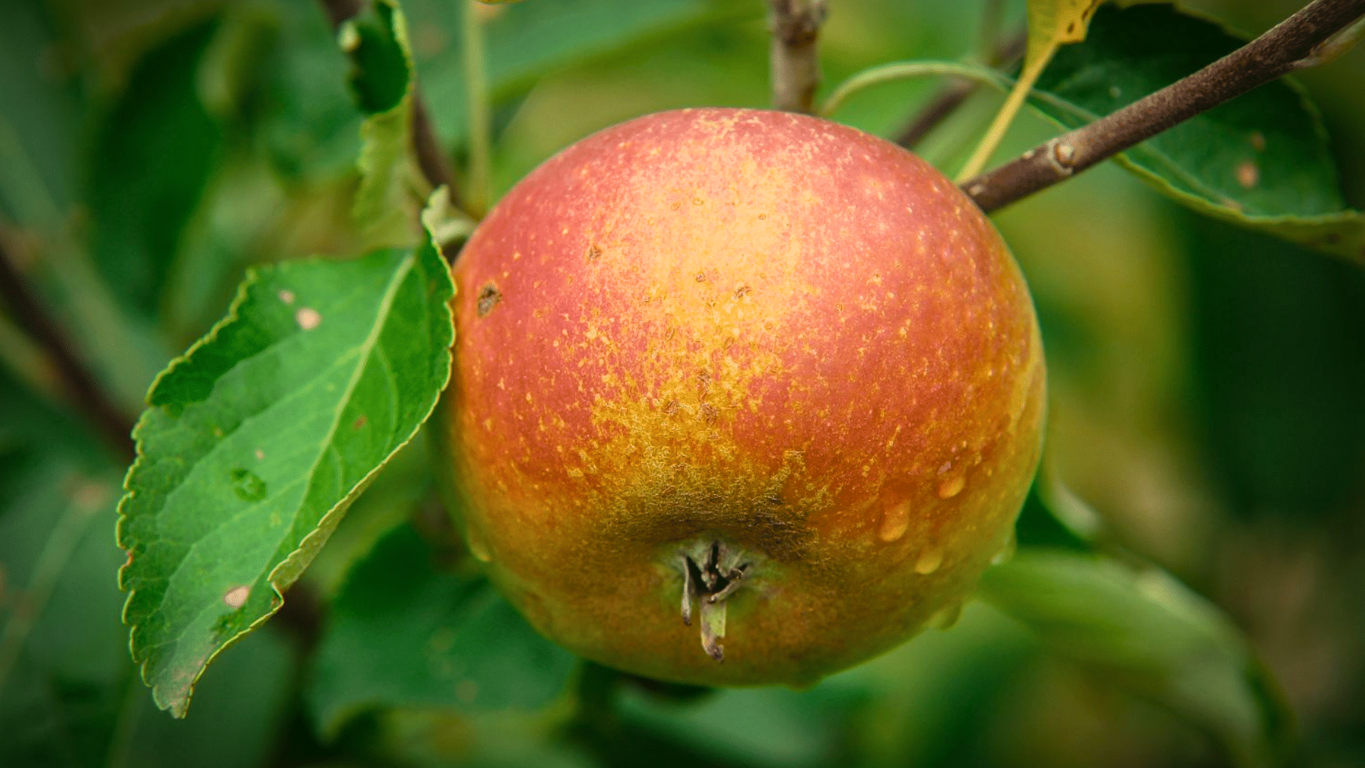 Coxs_Orange_Pippin