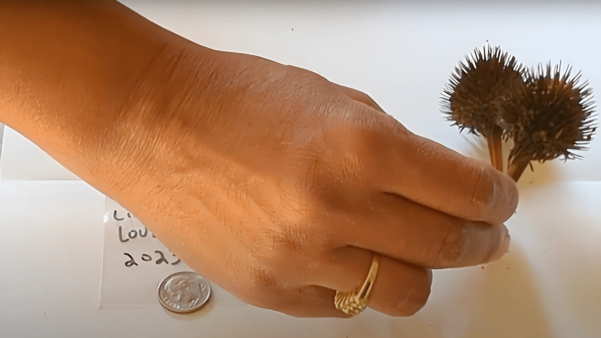 Cut and Collect Seed Heads