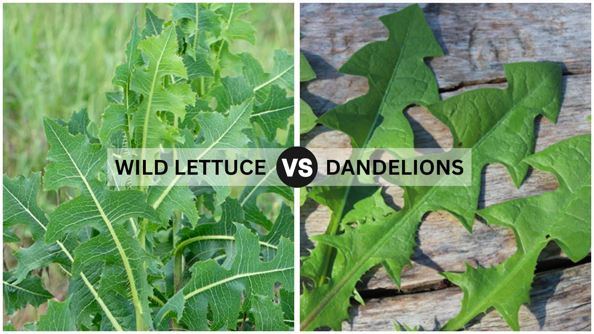 Dandelion vs. Wild Lettuce