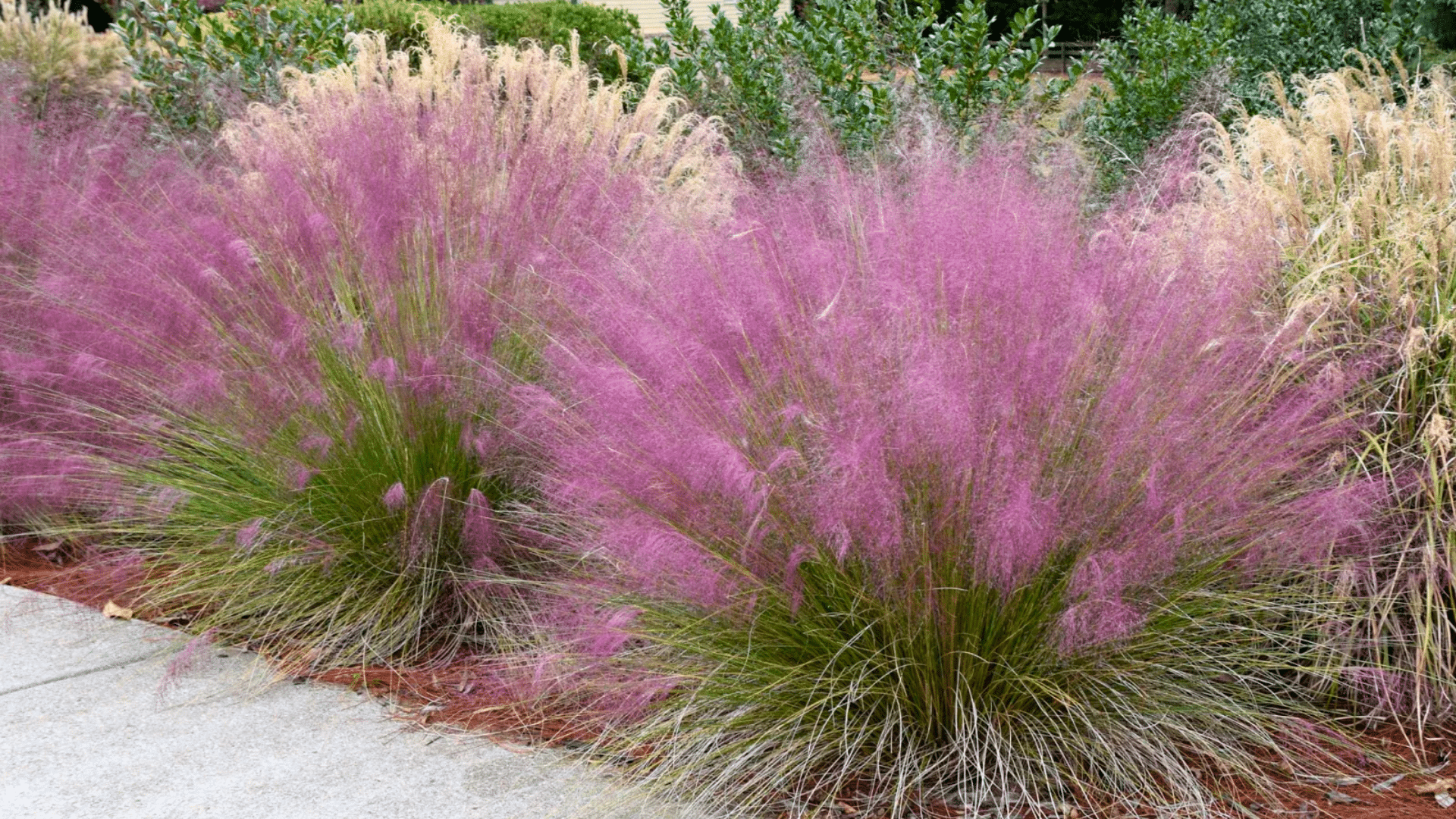 Does Muhly Grass Spread- Propagation Methods and Tips