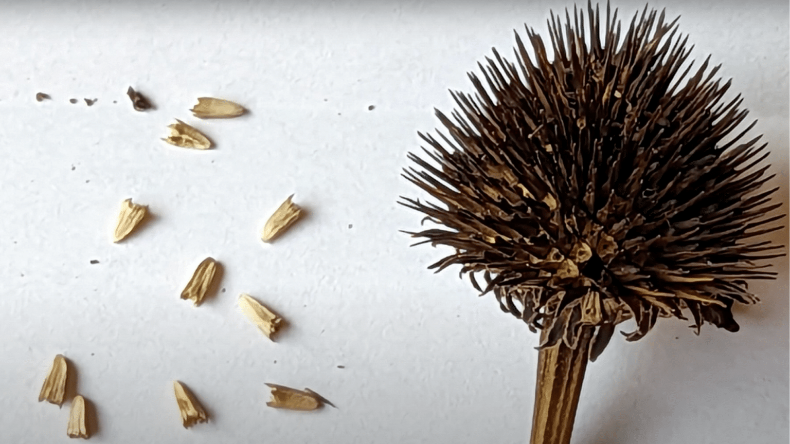 How to Collect Coneflower Seeds? - Randy Lemmon
