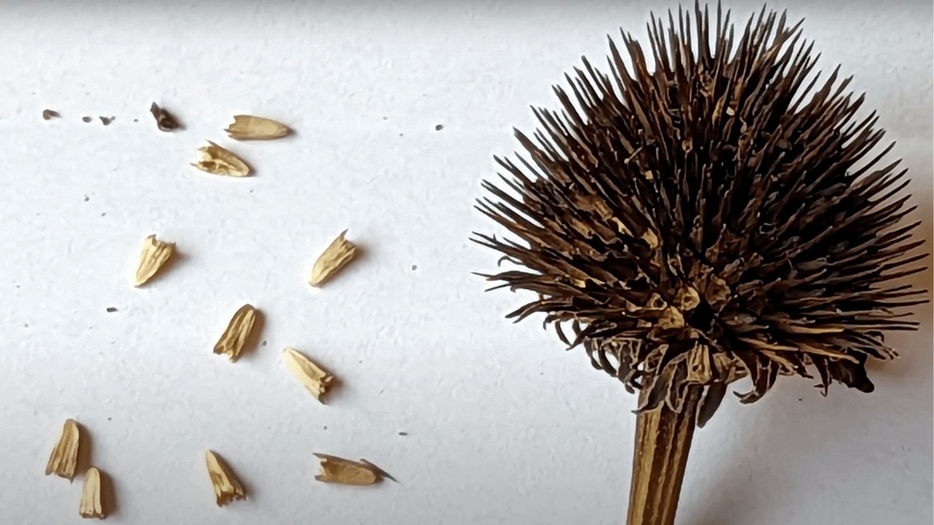 Extract the Seeds