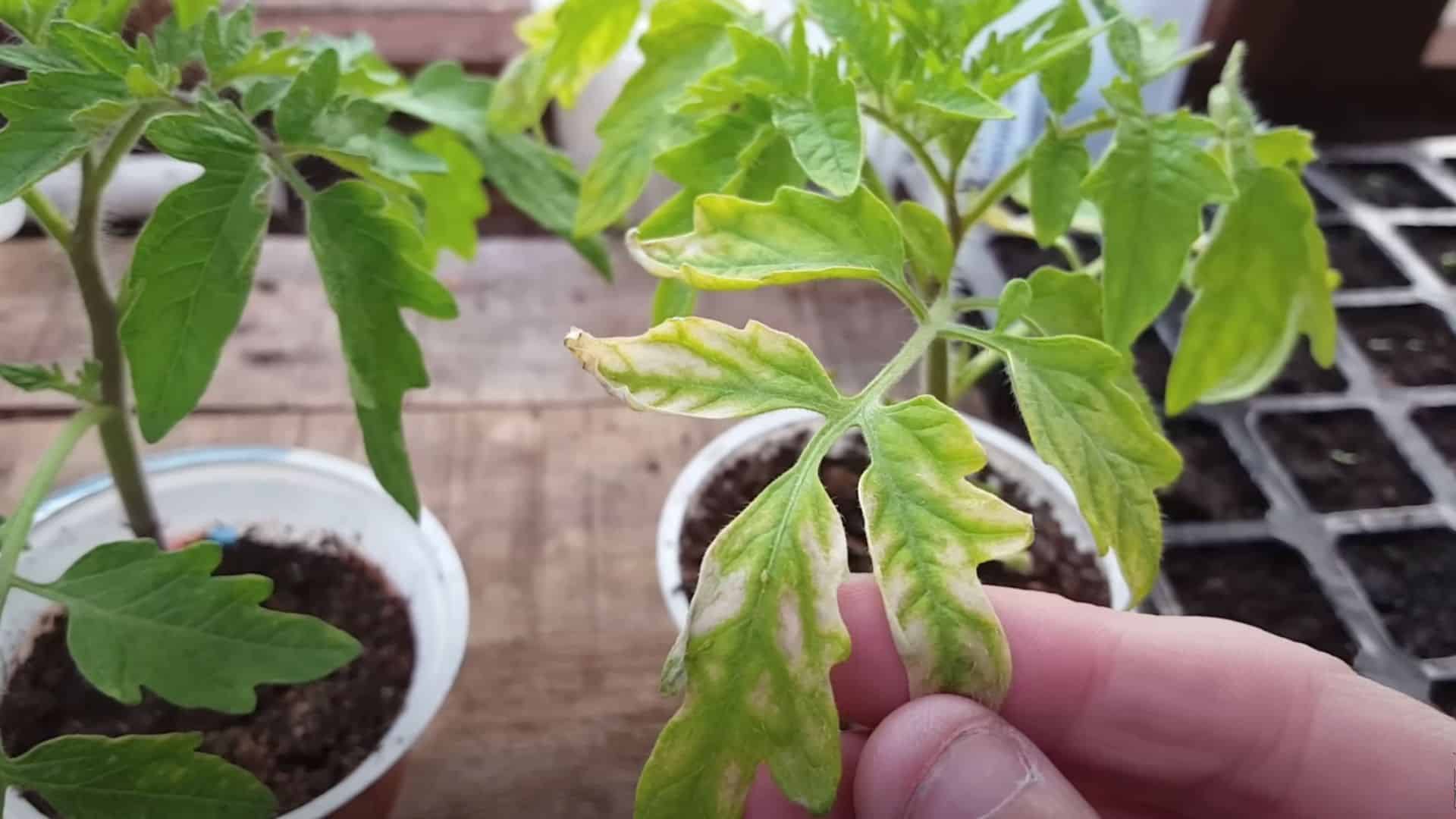 Harden Off Before Planting Outside
