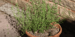 How to Grow Thyme from Seed- A Step-by-Step Guide