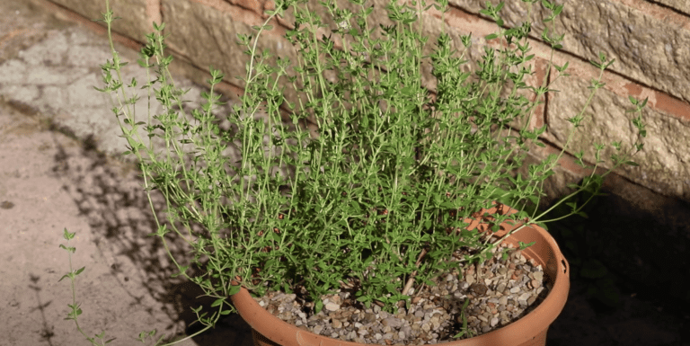 How to Grow Thyme from Seed- A Step-by-Step Guide