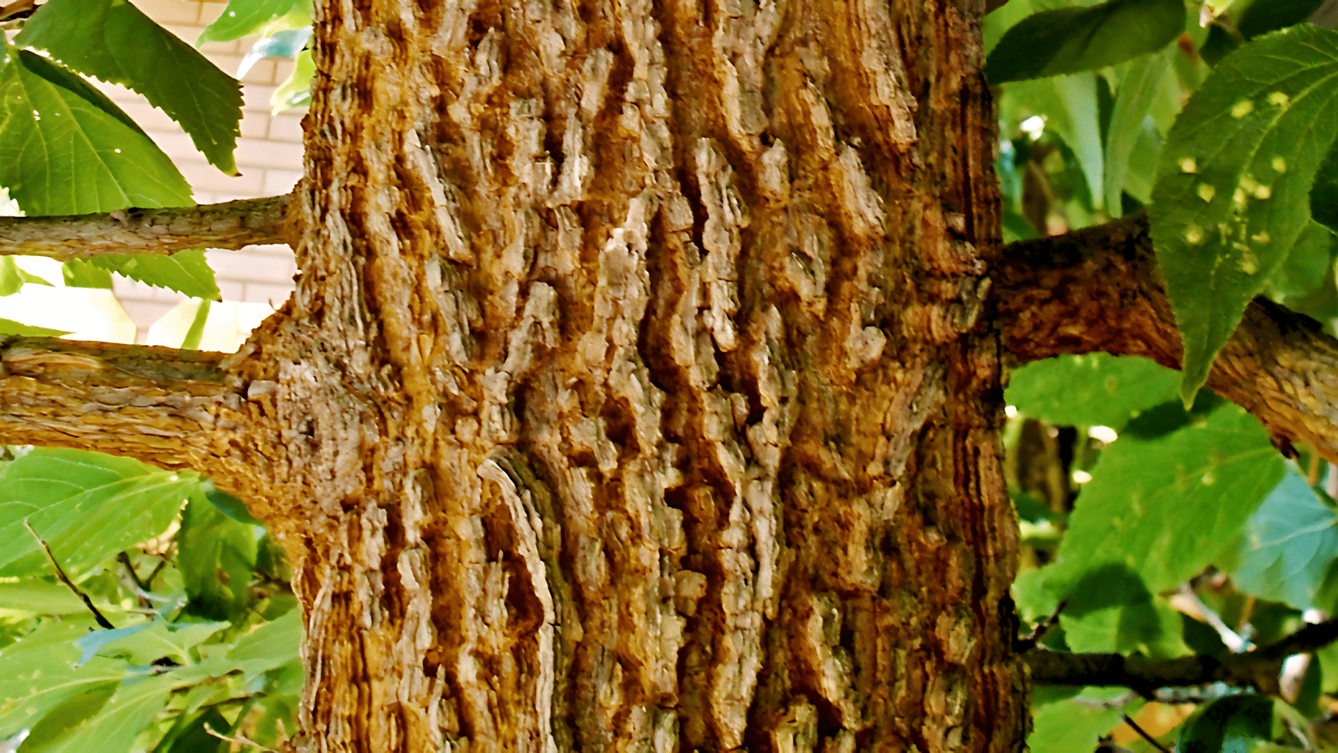 How to Identify a Hackberry Tree