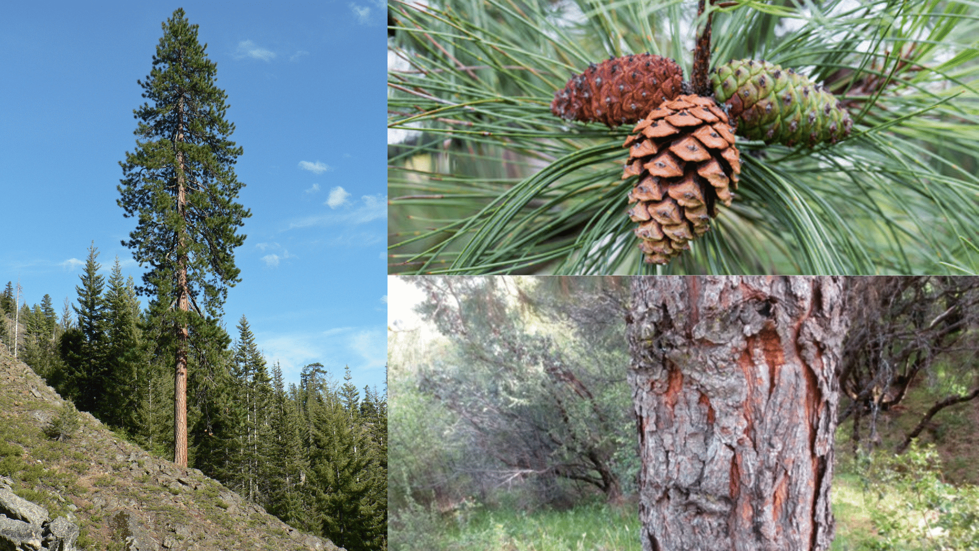 Key Characteristics of a Bull Pine
