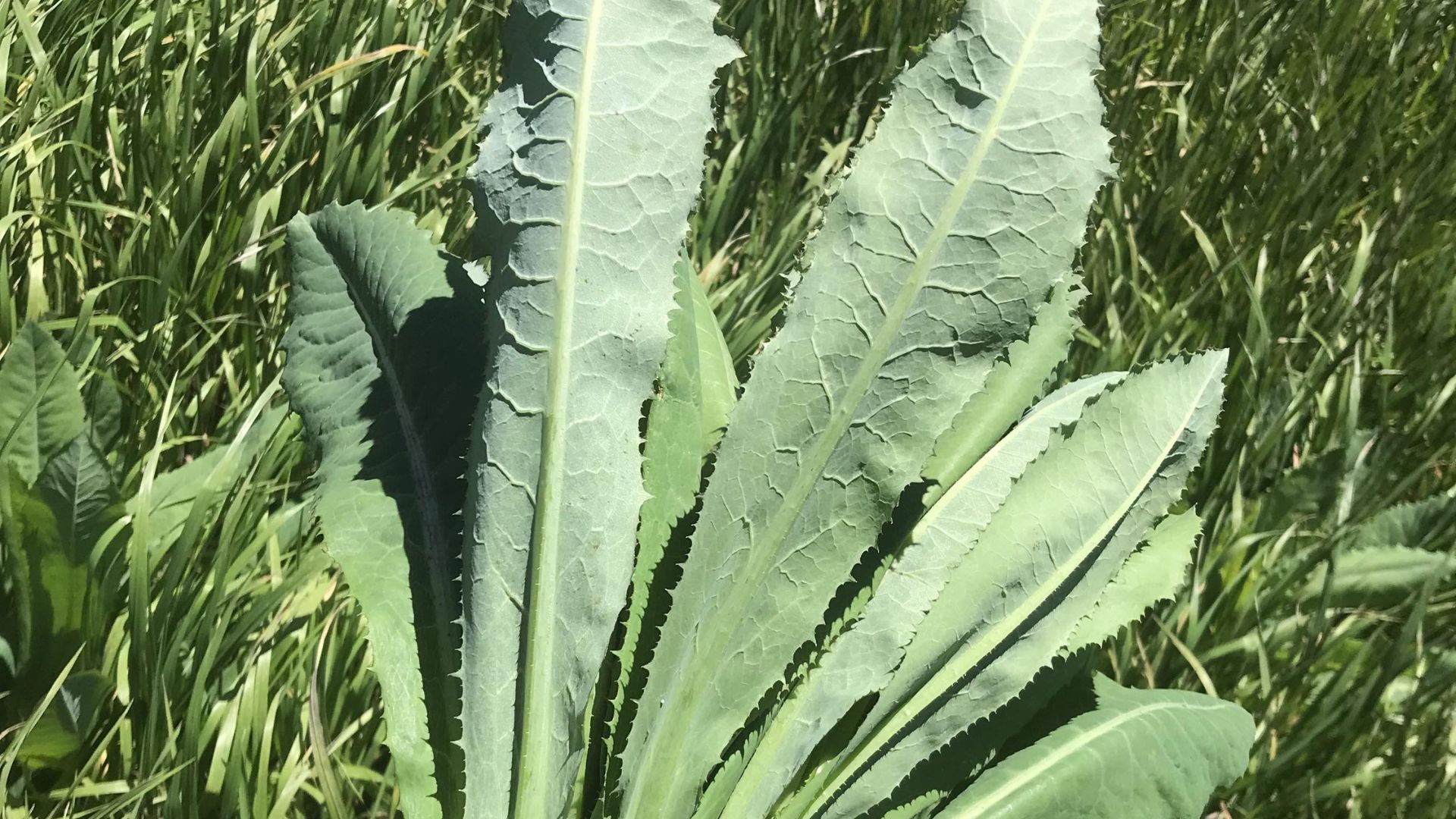 Leaf Shape and Texture