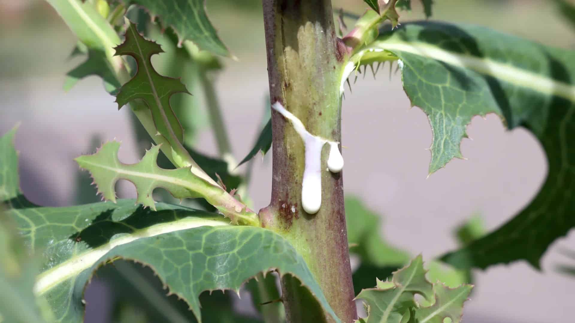 Milky Sap
