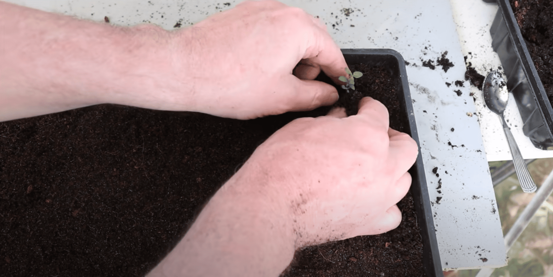 Move Seedlings to a Tray