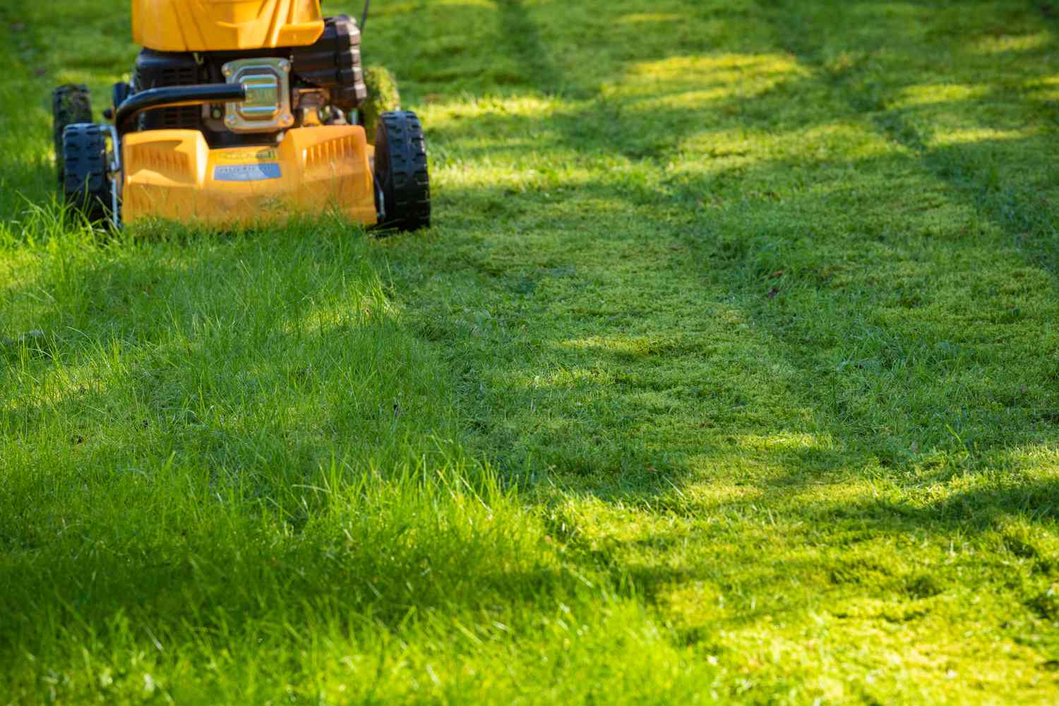 Mow Regularly, but Not Too Short