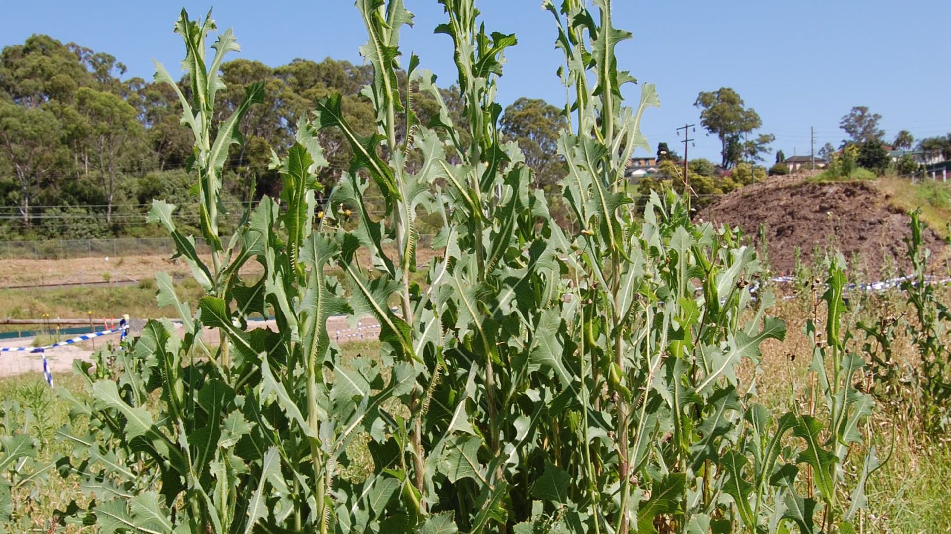 Plant Height and Growth Habit
