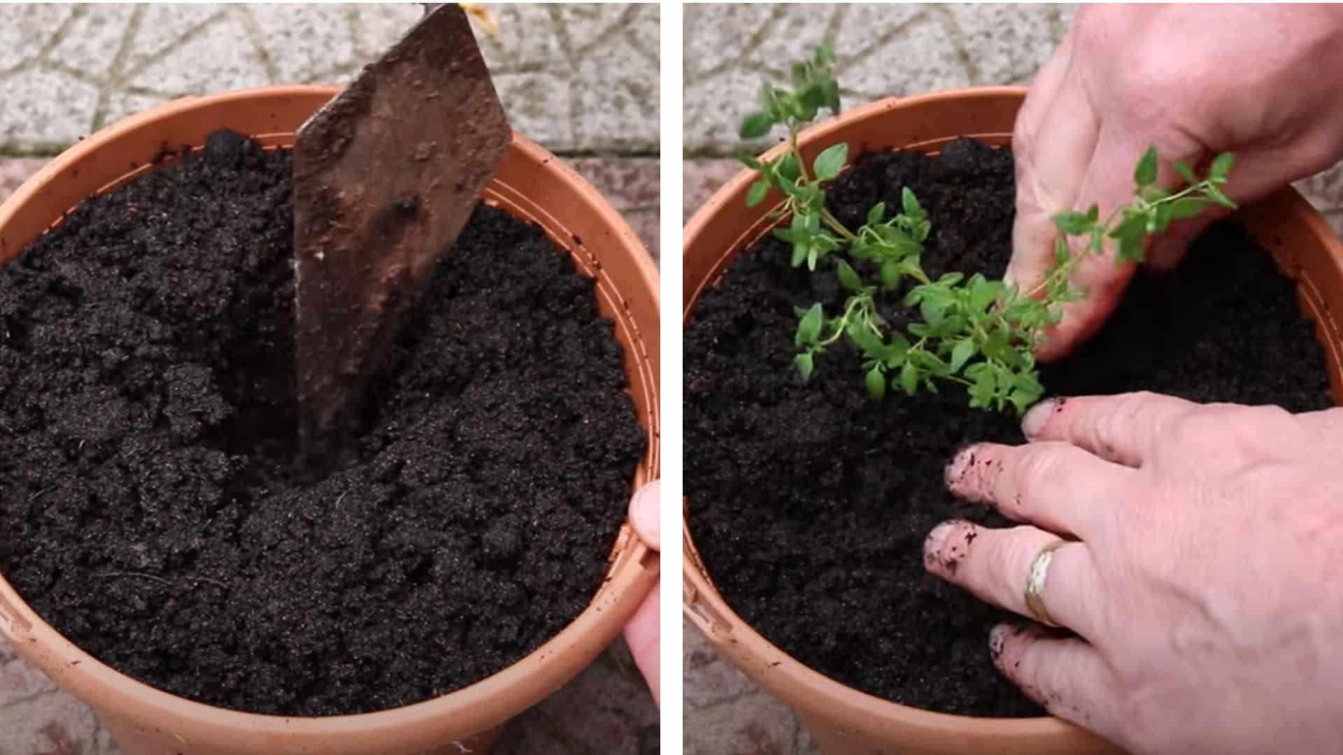 Plant Outside or Into Pots