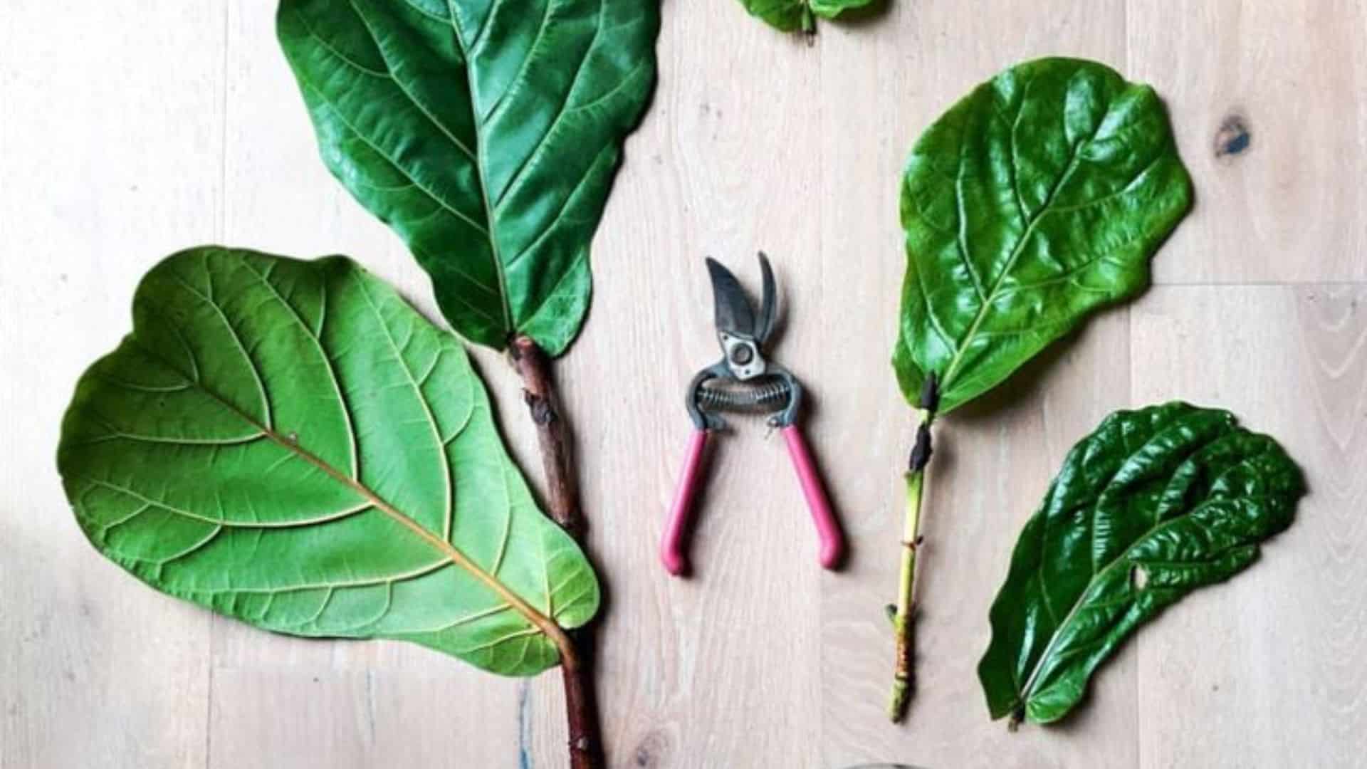Prepare Your Cutting