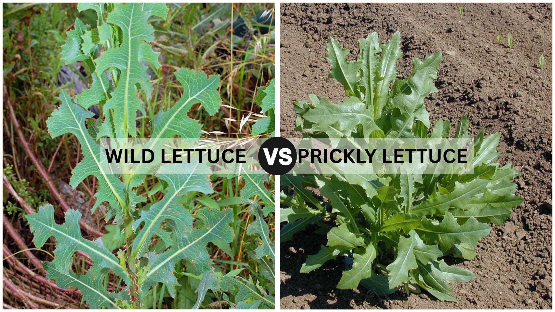Prickly Lettuce vs. Wild Lettuce